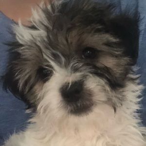 Meet your Posher, Leslie